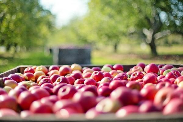 Produktfoto zu Streuobstäpfel 5kg