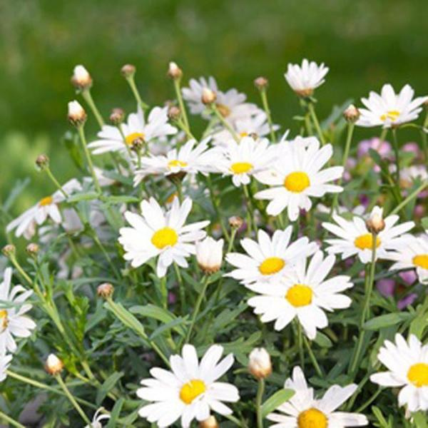 Produktfoto zu Sommermargeriten