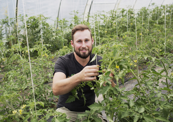 KI generiert: Ein Mann in einem Gewächshaus pflegt Tomatenpflanzen.