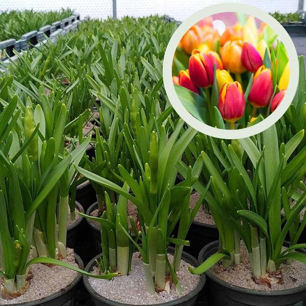 Produktfoto zu Tulpen