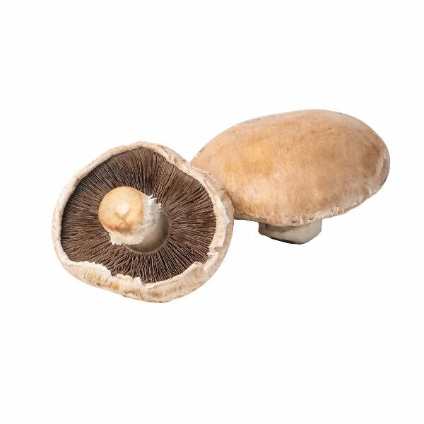 Produktfoto zu Riesenchampignon Portobello